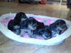 Se vende Cachorros Mini de Yorkshire - mejor precio | unprecio.es