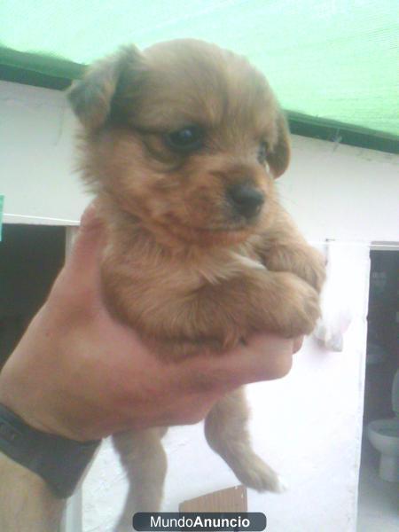 SE VENDEN CRUCE DE YORKSHIRE