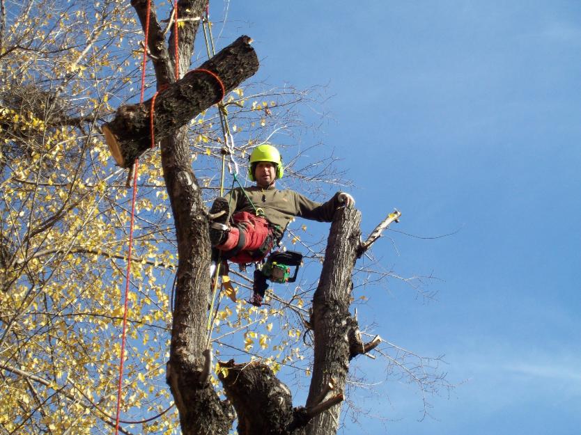 solicitud permiso tala de arboles madrid