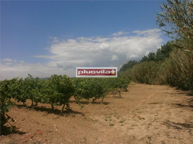 Terreno en Vilafranca del Penedès, 17500m2 de plantación de viñas.