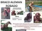 BRACO ALEMAN ROBADO - mejor precio | unprecio.es