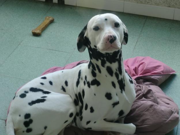 BUSCO DALMATA HEMBRA PARA CRUZARLA CON MI MACHO Y TENER UN BEBE.