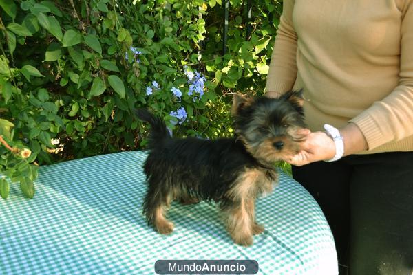 Cachorro yorkshire terrier