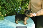 Cachorro yorkshire terrier - mejor precio | unprecio.es