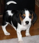 Cachorros de Beagle para Ir. - mejor precio | unprecio.es