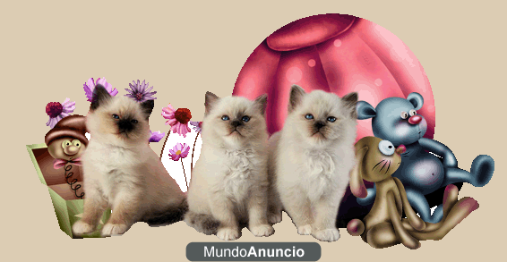 Gatitos Sagrados de Birmania