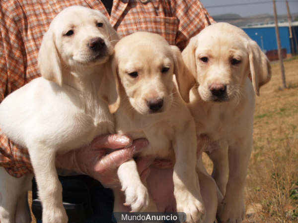 Labrador, cachorros extraordinarios