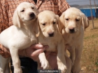 Labrador, cachorros extraordinarios - mejor precio | unprecio.es