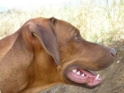 Musatye Rhodesian Ridgebacks Can Vanjos Kennel - mejor precio | unprecio.es
