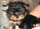 obtentor de cachorros de Yorkshire Terriers - mejor precio | unprecio.es