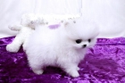 POMERANIAS BLANCOS EXCELENTE PEDIGREE - mejor precio | unprecio.es