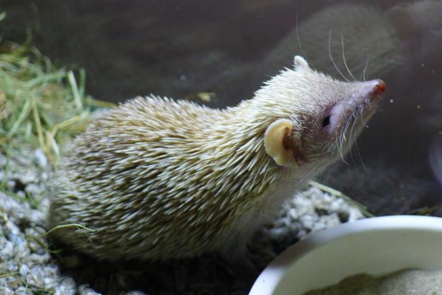 Tenrec echinops telfairi - macho