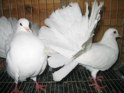 venta de palomas colipavas