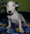 Cachorros de Bullterrier, ¡Gran oportunidad! - mejor precio | unprecio.es