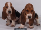 Magnífica camada de basset hound - mejor precio | unprecio.es