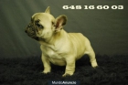 Bulldog frances Fawn\'¡¡ disponibles - mejor precio | unprecio.es