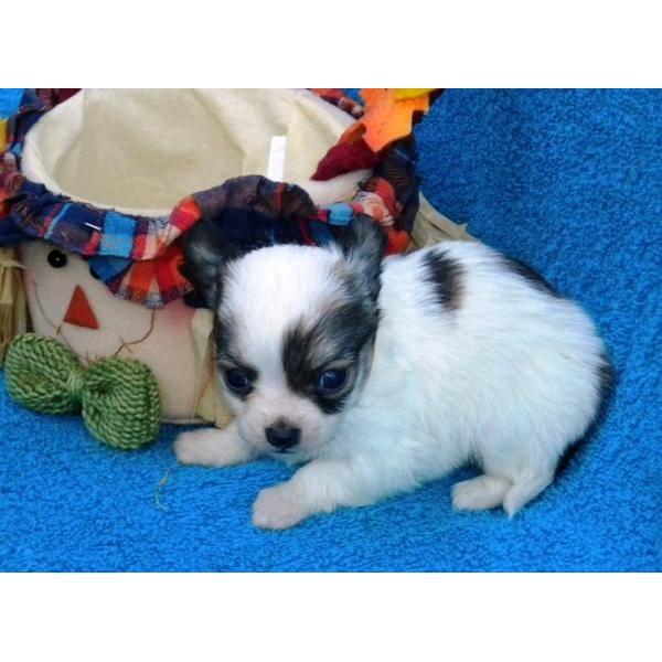 2 chihuahua cachorros macho y hembra