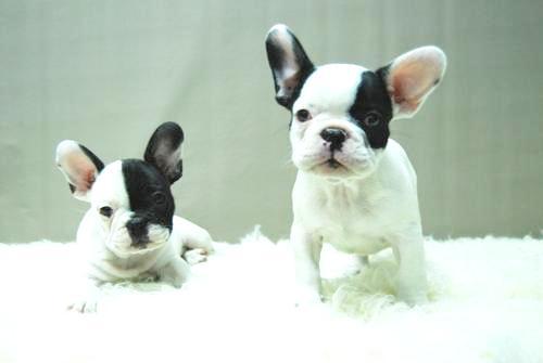 BULLDOG FRANCESES DE CALIDAD CON 2 MESES