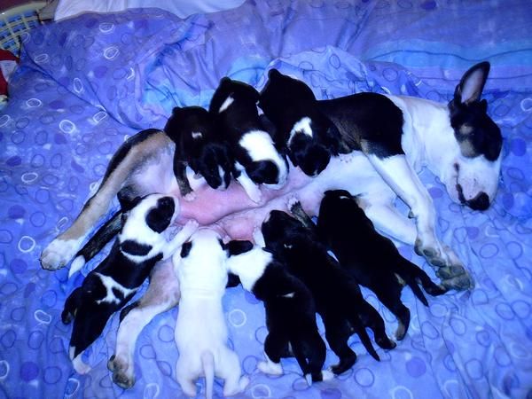 bullterrier tricolores