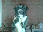 cachorritas pitbull listas para entregar - mejor precio | unprecio.es