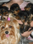CACHORRITOS YORKSHIRE TERRIER - mejor precio | unprecio.es