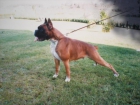 cachorros de boxer - mejor precio | unprecio.es