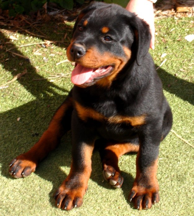 Cachorros de Rottweiler de Can Fosalba