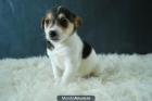 camada de jack russell de pata corta; excelente calidad - mejor precio | unprecio.es