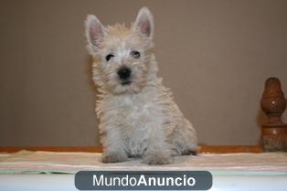 camada de westy