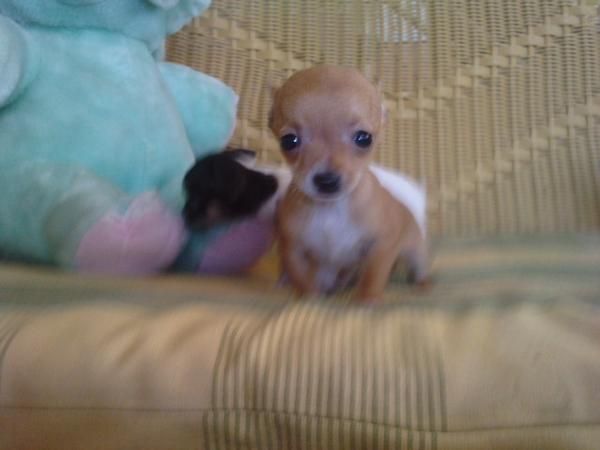 CHIHUAHUAS.