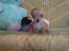 CHIHUAHUAS. - mejor precio | unprecio.es