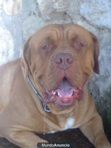 dogo de burdeos espectacular busca novia