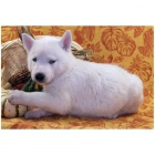 Dos cachorros Siberian Husky. - mejor precio | unprecio.es