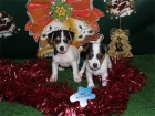 Estupendos precios en cachorros de Jack rassell - mejor precio | unprecio.es