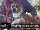 Freya american standford en adopcion madrid toledo - mejor precio | unprecio.es