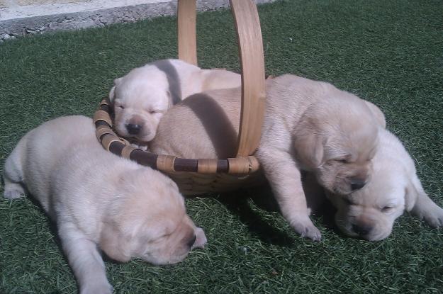 hembras de labrador doradas