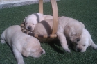 hembras de labrador doradas - mejor precio | unprecio.es