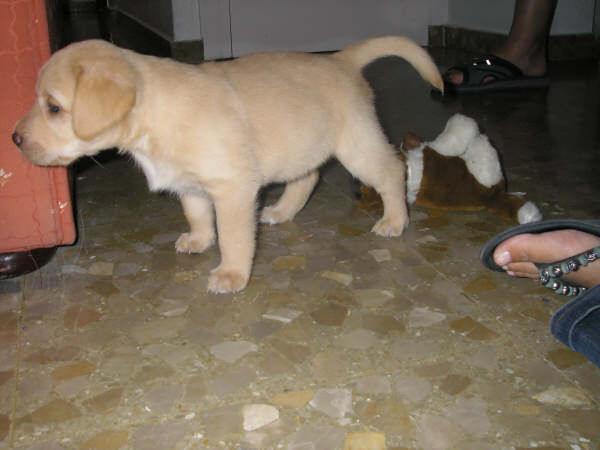 labradores canelas y negro