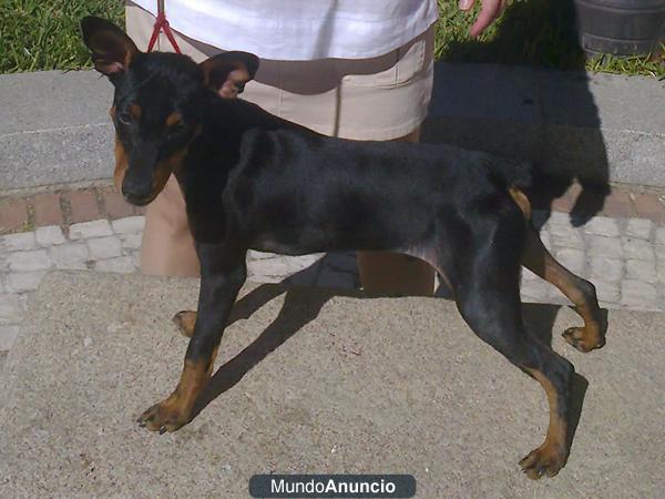 pinscher miniatura