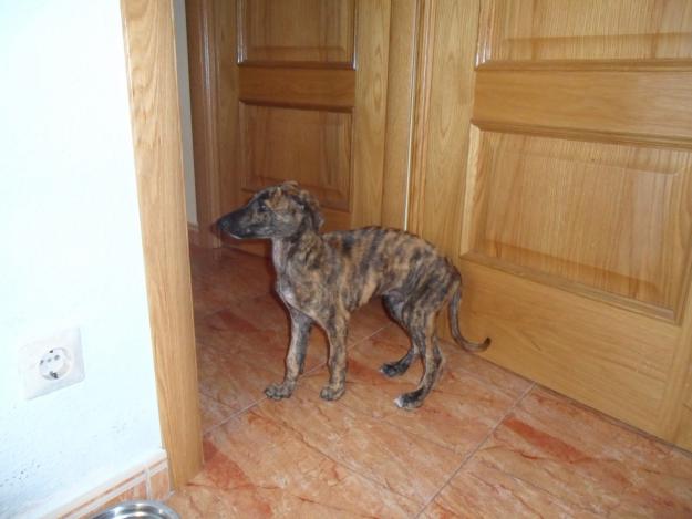 REGALO GALGO CACHORRO DE MES Y MEDIO