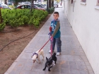 regalo perro - mejor precio | unprecio.es