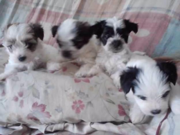 se vende perros