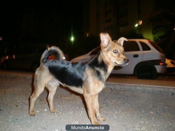 sultan mi perro lindo y precioso