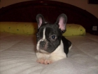 ultimo machito de bulldog frances - mejor precio | unprecio.es