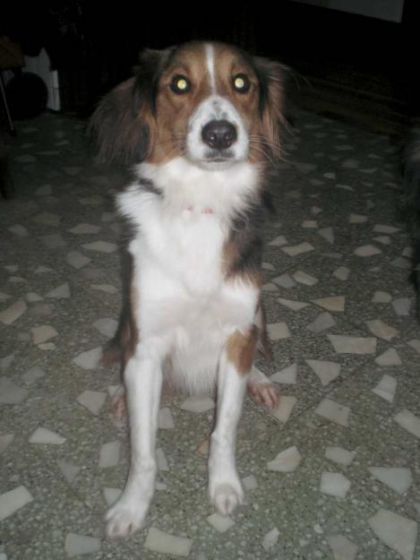 Perro en adopción