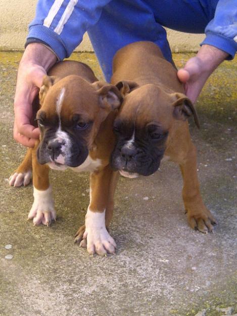 Boxer dorados preciosos