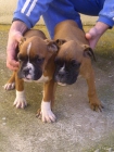 Boxer dorados preciosos - mejor precio | unprecio.es