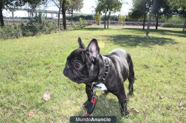 Bulldog Frances para monta en Sevilla capital
