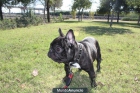 Bulldog Frances para monta en Sevilla capital - mejor precio | unprecio.es