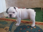 bulldog franmces - mejor precio | unprecio.es